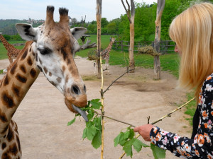 V pražské zoo zemřela druhá nejstarší žirafa v Evropě. Veterinář uspal pětadvacetiletou Elišku