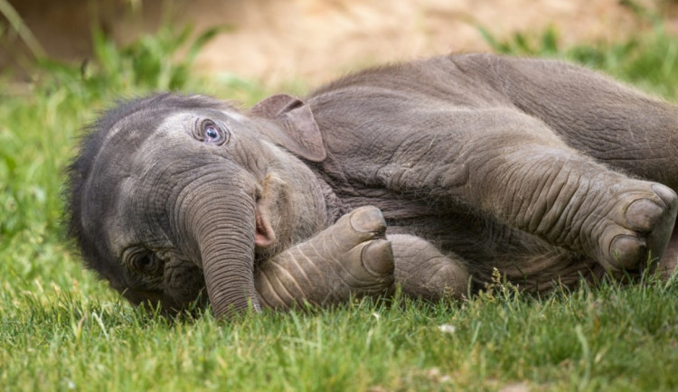 V pražské zoo oslavila své první narozeniny slonice Amalee