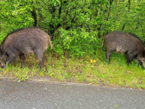 Divoká prasata v Praze ohrožovala řidiče i cestující v MHD, nakonec sama odešla