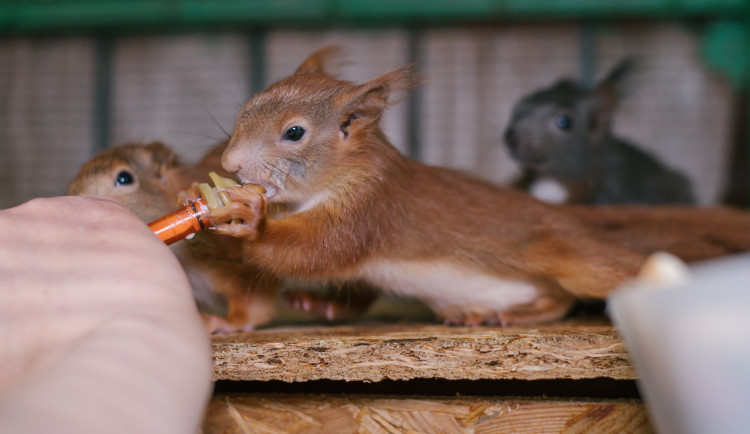 O stovky mláďat se letos starají v pražské záchranné stanici