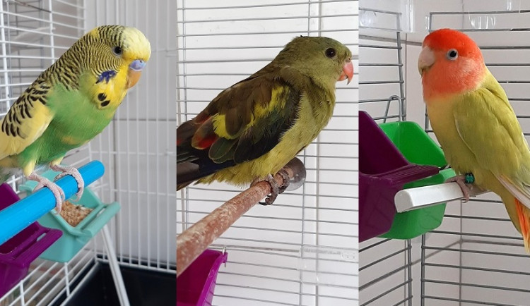 V Praze se během uplynulých dnů našli tři papoušci. Neznáte majitele?