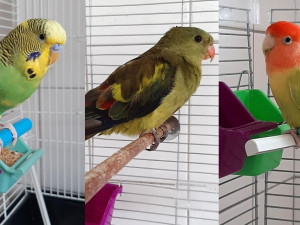 V Praze se během uplynulých dnů našli tři papoušci. Neznáte majitele?
