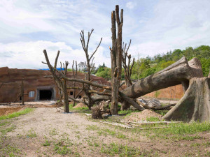 Gorily v pražské zoo dostanou nový pavilon. Bude stát 300 milionů a hotov bude na podzim 2022