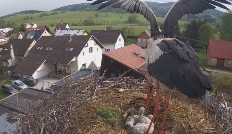 Čáp Bukáček z Trutnovska zůstal sám na péči o mláďata, samice zahynula ve vedení