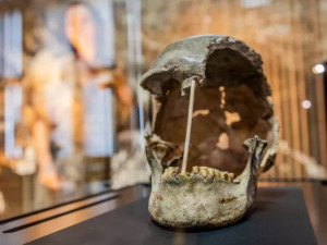 Lebku ženy, která žila před více než 45 tisíci lety, vystavilo Národní muzeum