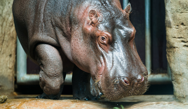 Hroch Fanda z pražské zoo včera odjel do Francie