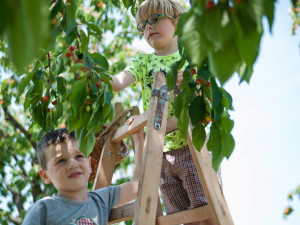 Kde si nasbírat ovoce zdarma a legálně? Poradí aplikace Na ovoce