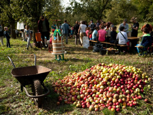 Kde si nasbírat ovoce zdarma a legálně? Poradí aplikace Na ovoce