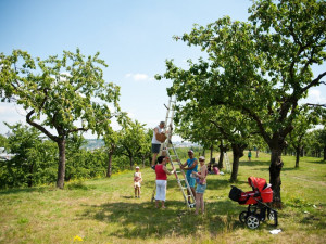 Kde si nasbírat ovoce zdarma a legálně? Poradí aplikace Na ovoce