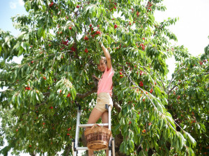 Kde si nasbírat ovoce zdarma a legálně? Poradí aplikace Na ovoce