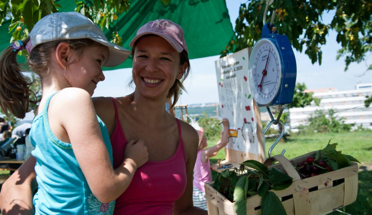 Kde si nasbírat ovoce zdarma a legálně? Poradí aplikace Na ovoce