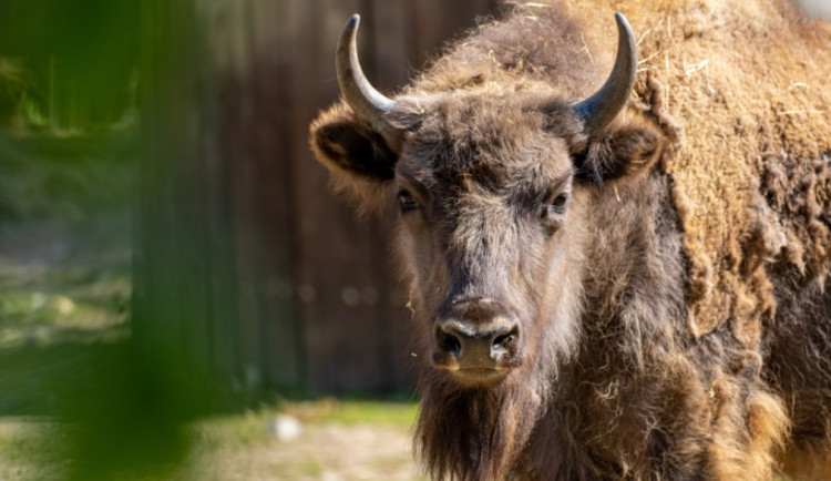 Zubří samice Prixi míří z pražské zoo do volné přírody