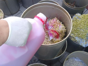 Další nelegální pěstírna v Praze. Tentokrát nešlo o konopí, ale o mungo klíčky