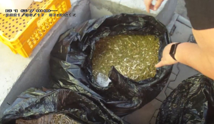 Další nelegální pěstírna v Praze. Tentokrát nešlo o konopí, ale o mungo klíčky