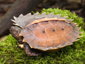 V pražské zoo se vylíhla ohrožená želva ostnitá