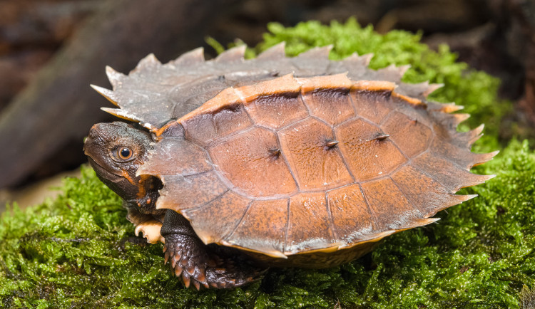 V pražské zoo se vylíhla ohrožená želva ostnitá