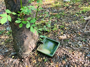 V parcích v Praze 3 vznikla pítka pro ptáky. Lidé si jej mohou vyrobit i doma