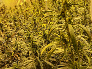 Kriminalisté rozbili gang dealerů kokainu a konopí. Našli drogy, hotovost i zbraně