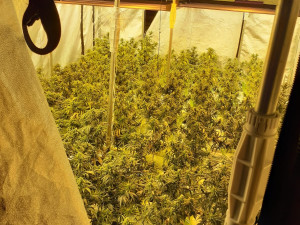 Kriminalisté rozbili gang dealerů kokainu a konopí. Našli drogy, hotovost i zbraně