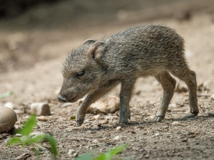V Zoo Praha se narodila dvě mláďata pekariů Wagnerových. Zahrada jich má už jedenáct