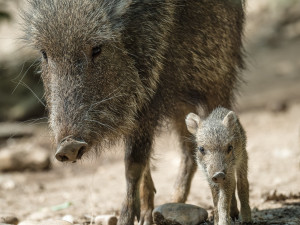V Zoo Praha se narodila dvě mláďata pekariů Wagnerových. Zahrada jich má už jedenáct