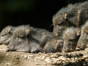 V Zoo Praha se narodila dvě mláďata pekariů Wagnerových. Zahrada jich má už jedenáct