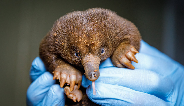 Mládě ježury australské roste jako z vody. Je první svého druhu v pražské zoo