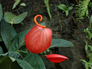 V botanické zahradě je výstava jedovatých pokojovek. Způsobují záněty spojivek a tvorbu puchýřů