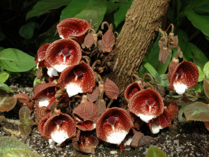 V botanické zahradě je výstava jedovatých pokojovek. Způsobují záněty spojivek a tvorbu puchýřů