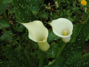 V botanické zahradě je výstava jedovatých pokojovek. Způsobují záněty spojivek a tvorbu puchýřů