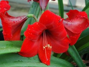 V botanické zahradě je výstava jedovatých pokojovek. Způsobují záněty spojivek a tvorbu puchýřů