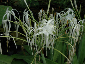 V botanické zahradě je výstava jedovatých pokojovek. Způsobují záněty spojivek a tvorbu puchýřů