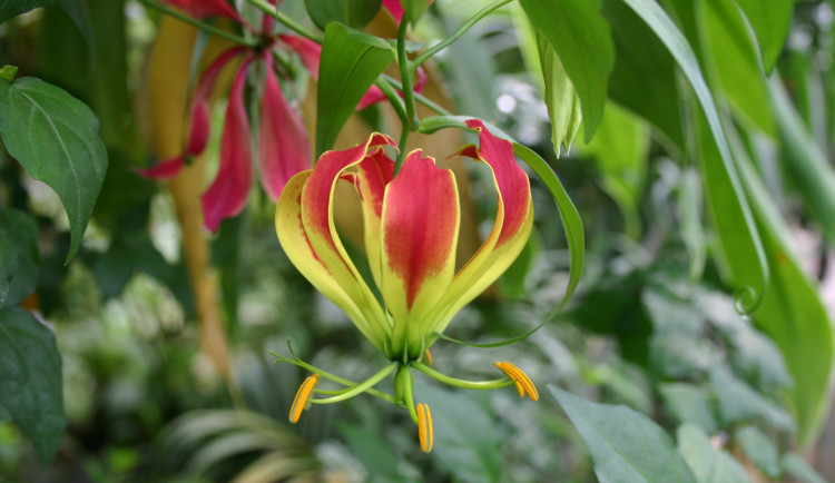V botanické zahradě je výstava jedovatých pokojovek. Způsobují záněty spojivek a tvorbu puchýřů