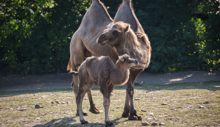 Nový přírůstek v pražské zoo. Do velbloudí rodiny přibyla samička