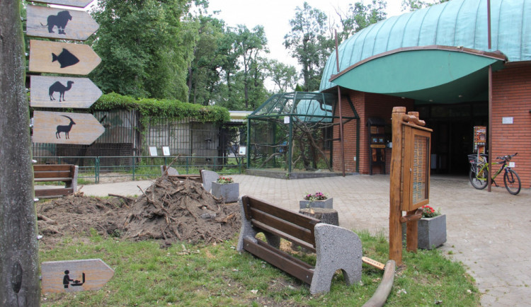 Hodonínská zoo by po tornádu mohla otveřít, problém je v příjezdových cestách