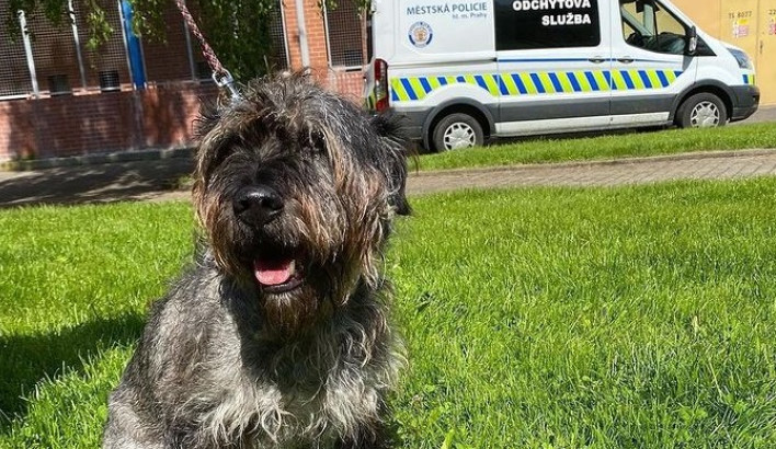 Strážníci v Praze hledají veterináře pro útulky s opuštěnými zvířaty