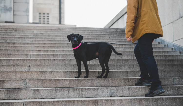 V Praze je více než devadesát tisíc psů. Nejčastěji běhá po metropoli kříženec Ben