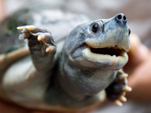 Nejohroženější želva světa je exkluzivně k vidění v pražské zoo