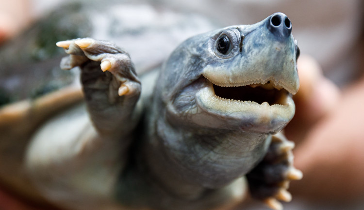 Nejohroženější želva je k vidění v pražské zoo