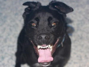 Typický strnulý výraz při nákaze tetanem