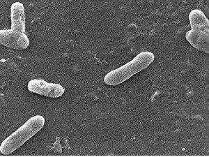 Bakterie Bordetella bronchiseptica jako původce psinkového kašle