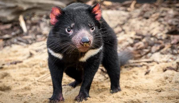 Návštěvníci pražské zoo mohou nově sledovat krmení tasmánských čertů