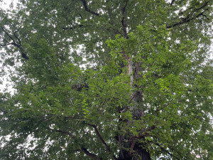 Praha obnovila narušenou zeď v centru města bez nutnosti pokácet jedinečný strom