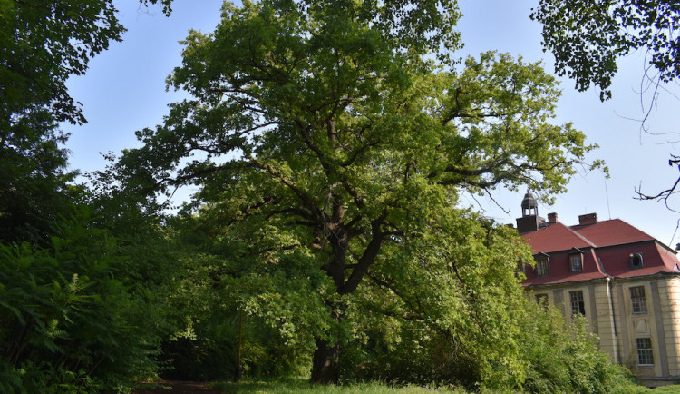 Dub u zámku Veleslavín se stal stromem roku Prahy 6. Městská část chce zpřístupnit zámecký areál veřejnosti