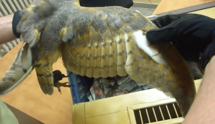 Cizinec nabízel lidem fotku s ohroženou sovou. Když uviděl policii, schoval ji pod triko