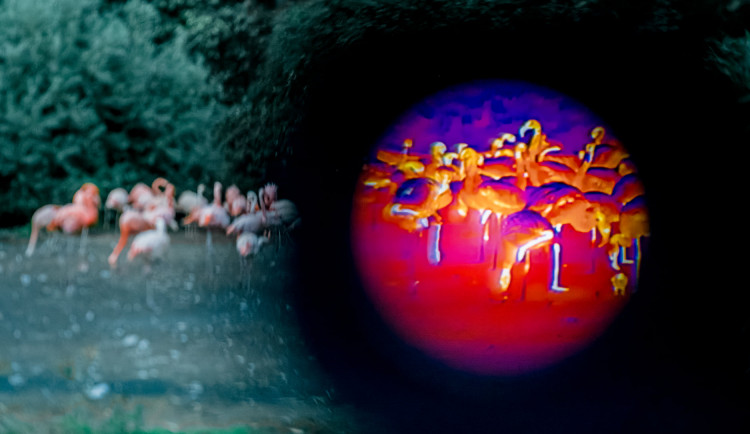 Pražská zoo chystá noční prohlídky. Lidé budou moci zvířata sledovat termokamerami