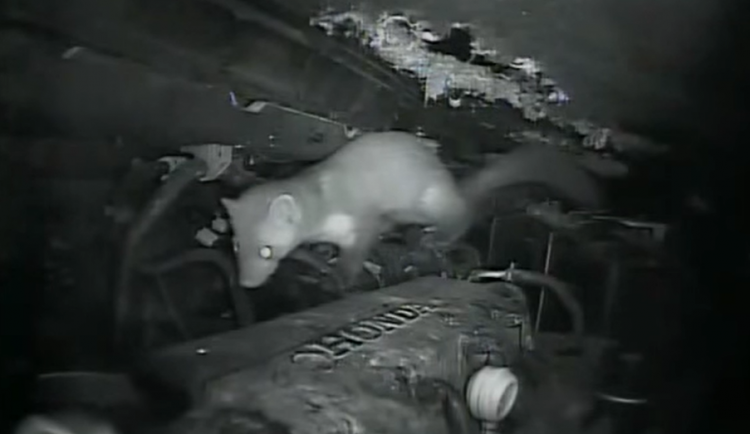 ilustrační foto, repro YouTube