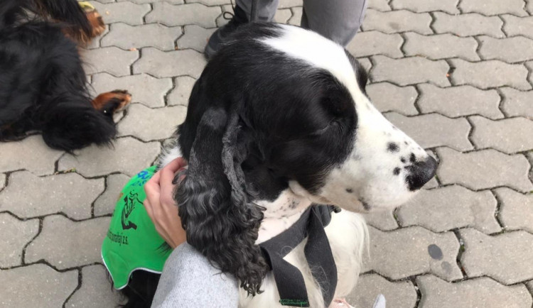 Festival Zdravá Praha 10 lákal na canisterapii i brýle simulující alkoholové stavy