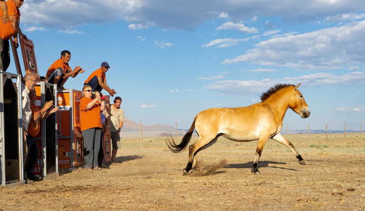 Koně Převalského bude pražská zoo transportovat na východ Mongolska