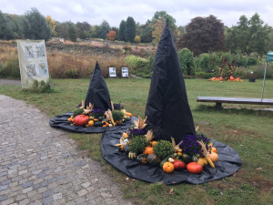 Největší česká dýně je v Praze. Lidé ji mohou vidět v rámci výstavy v botanické zahradě